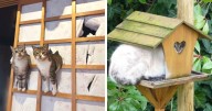 46 Cats Who Are Up To No Good But Are Still Cute