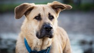 Calvinist Dog Corrects Owner: ‘No One Is A Good Boy’