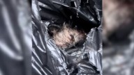 New York Woman Acts Fast When She Finds Injured Dog Tied Up And Left In Trash Bag