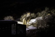 Montrose County commissioners to consider ordinance that would ban wolf reintroduction