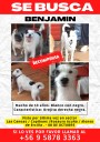 ATENCIÓN CHILLÁN 🐩 Hay recompensa para quien encuentre a una mascota extraviado en Chillán.