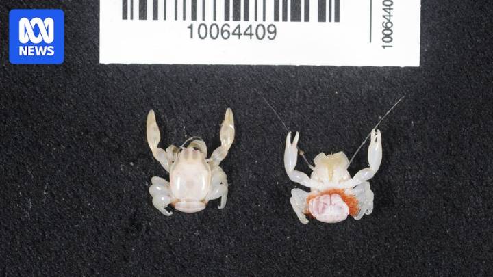 CSIRO voyage discovers new species of shark and crabs off West Australia's Gascoyne coast