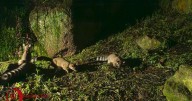 Nacen crías de cacomixtle en Ciudad Universitaria de la UAEMéx: Así fue captado el hallazgo mediante cámaras trampa
