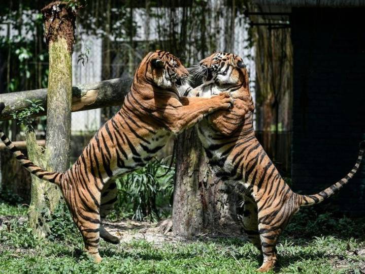 Tigers in trouble as Malaysian big cat numbers dwindle