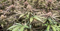 First draft proposal for curbside pickup at dispensaries