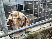 El sacrificio de ‘Gosu’ abre una batalla judicial de los animalistas contra las prácticas en perreras: “Han jugado a ser Dios”