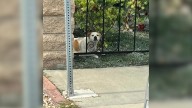 California Stray Expecting Puppies Finds Safety Thanks To Watchful Neighbors