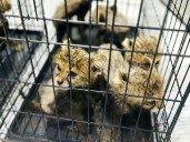Cheetah cubs destined for illegal trade rescued in Somaliland