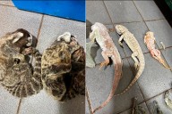 Hallaron tortugas, yacarés y monos congelados y rescataron otros 114 animales en cautiverio