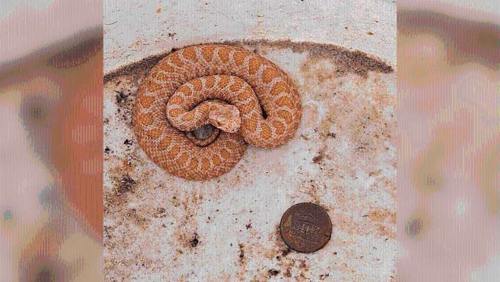 'It's pretty rare': Odd orange rattlesnake spotted in Kansas