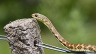 The Most Dangerous Snakes in Texas Revealed