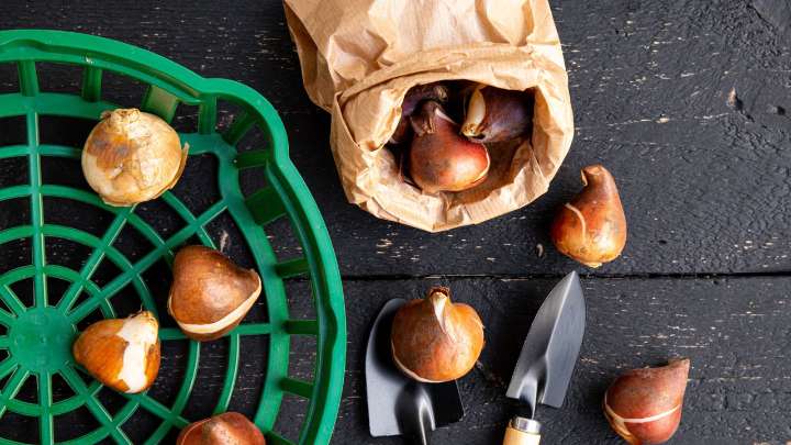 Gardeners urged to plant their bulbs at night this October