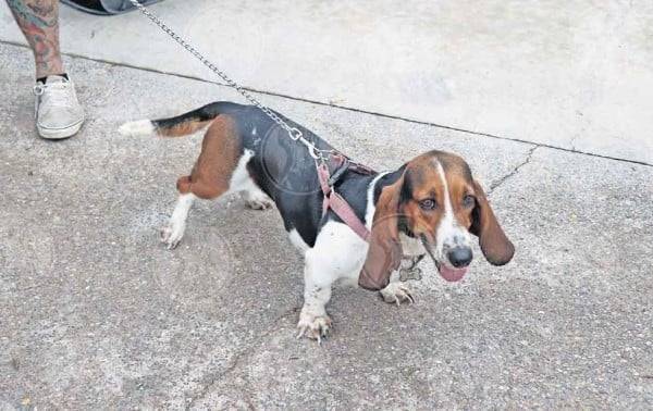 Esterilizan a más de mil mascotas