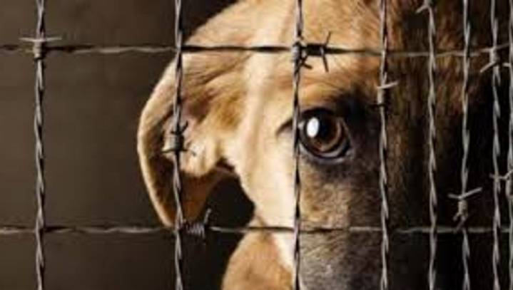 ¡Indignante! Rottweiler muere por negligencia y nueve perros son rescatados en Medellín: tres judicializados por maltrato