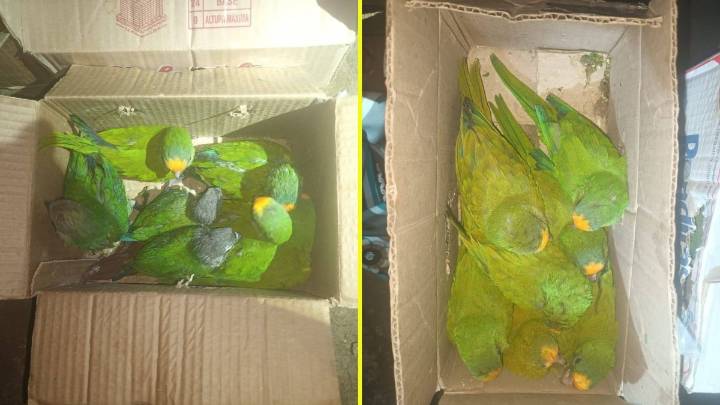 Policía de Bolivia intercepta cargamento con 28 loros amazónicos que iban a ser enviados a Chile