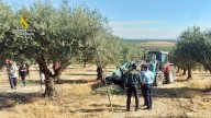 El dispositivo para evitar el robo de aceitunas en Extremadura se refuerza esta campaña con efectivos portugueses