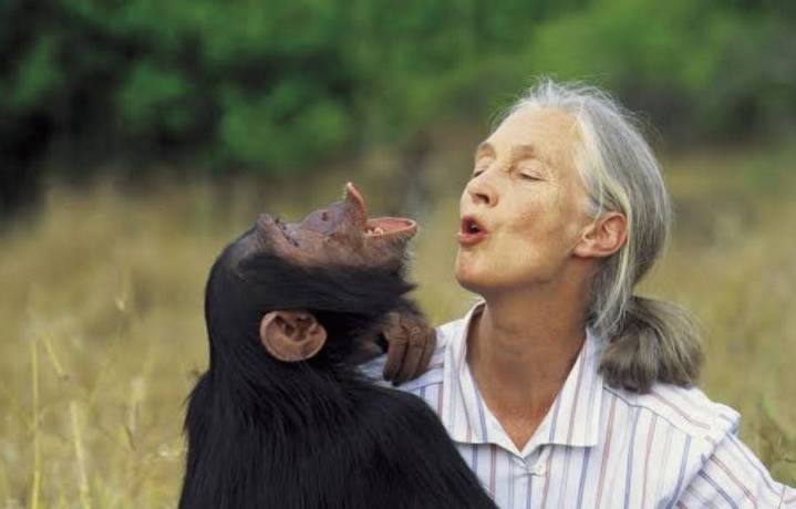 Fallece Jane Goodall, ícono de la ciencia y la defensa animal