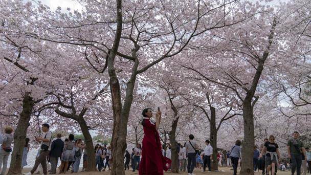 Japón regala a Trump 250 cerezos por los 250 años de la independencia de EE.UU.