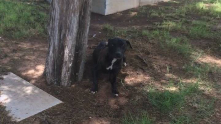 Texas Shelter Dog Turns Gray After Waiting 7 Years For Someone To Choose Her