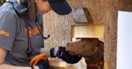 50 tortured dogs seized from Goose Creek yard, man arrested