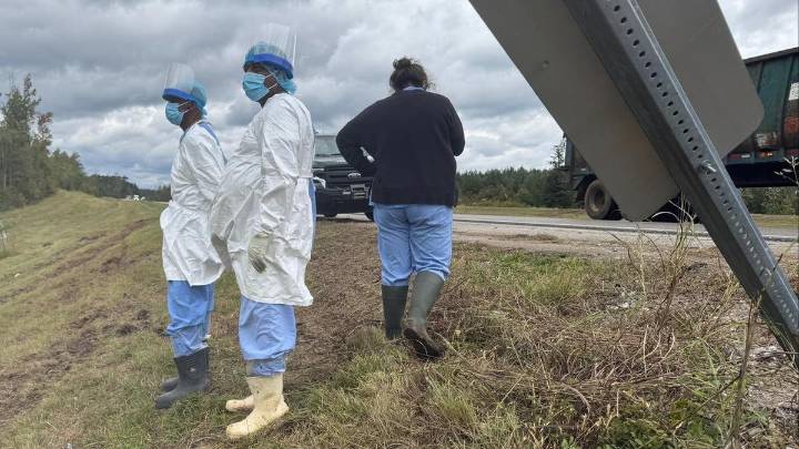 Three monkeys still on loose after US truck overturns