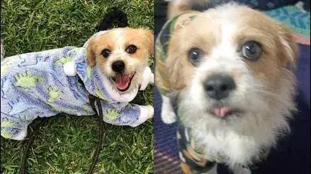 San Juan de Lurigancho: familia busca a perrito de soporte emocional que desapareció hace más de 72 horas