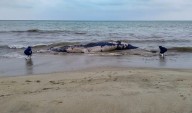 Hallan ballena jorobada muerta por posible enmallamiento en Perú