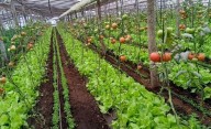 Informe | Los números del cinturón verde de La Plata: hectáreas, qué se cultivas más y la cifra "más alta" del país