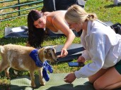 Goat yoga is a hit at OU