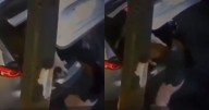 VIDEO: ¡Indignación en la GAM! Mujer abandona dos perros en Lindavista; uno es casi atropellado