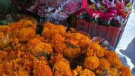 Comerciantes de flores en León esperan ganancias de hasta 50% más por Día de Muertos