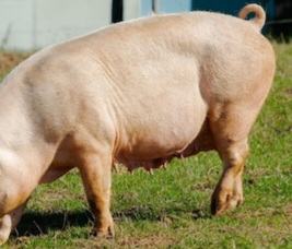 Hombre mató con una pala y piedras a un cerdo 🐖 hoy está detenido.