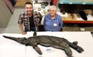 Reino Unido: Identifican al "dragón espada", una nueva especie de reptil marino prehistórico