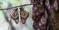 Mariposas Monarca, en ruta a Michoacán; ya hay fecha de apertura de los santuarios