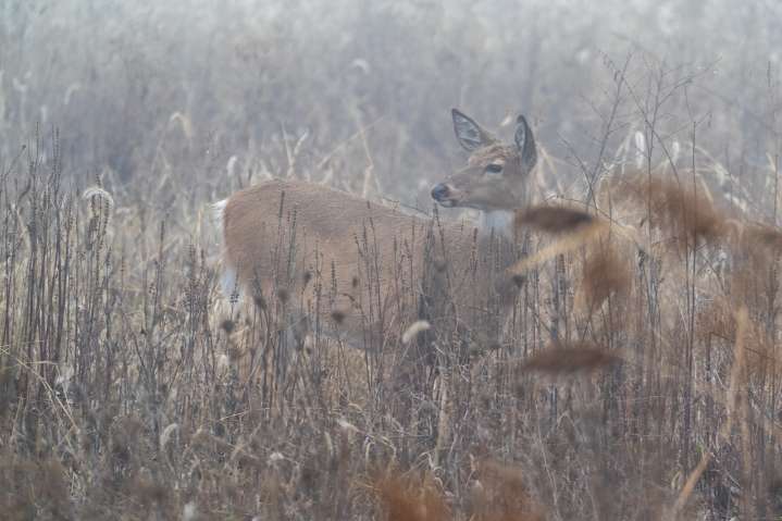 $100 fine part of new ordinance banning deer feeding in Genesee County community