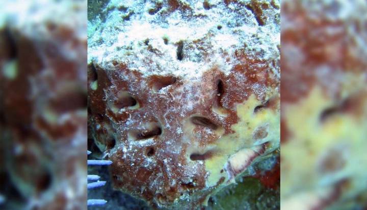 Esponjas marinas podrían ser de los primeros animales de la Tierra, según estudio