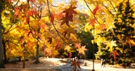 Leaf-peeping season hampered by drought: Fall foliage dropping sooner, showing less color