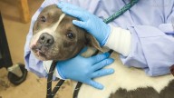Animal shelters PAWS Chicago, Humane Indiana desperate for fosters, overwhelmed with surrendered and abandoned dogs and cats