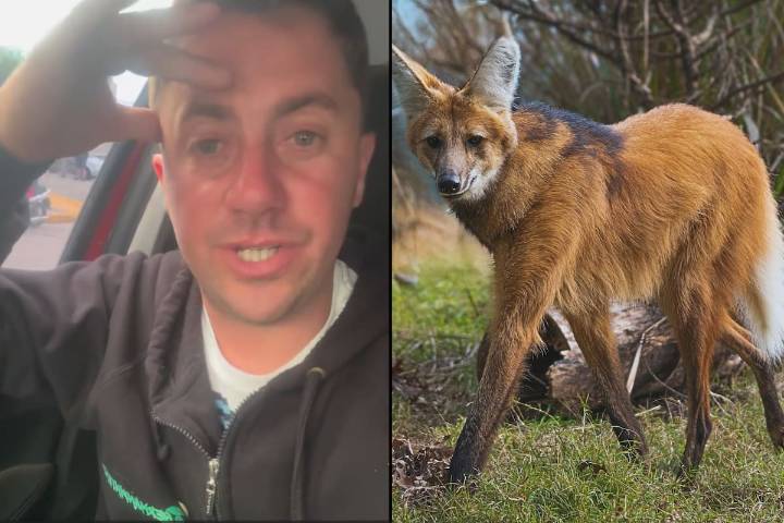 “Qué susto me pegué”. Un influencer contó el insólito encuentro con un extraño animal en peligro de extinción