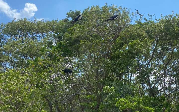 La desinformación, un peligro para el periodismo ambiental en México