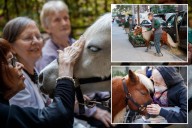 Mini horses are helping NYC's elderly with depression and dementia