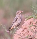 Rare visitors Rock Thrush and Leafbird come calling