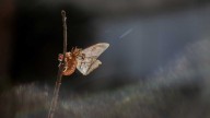 “Un puñado de tierra”: una obra que sacude de realidad con mariposas, flores y minerales hechos de muñecos de peluche