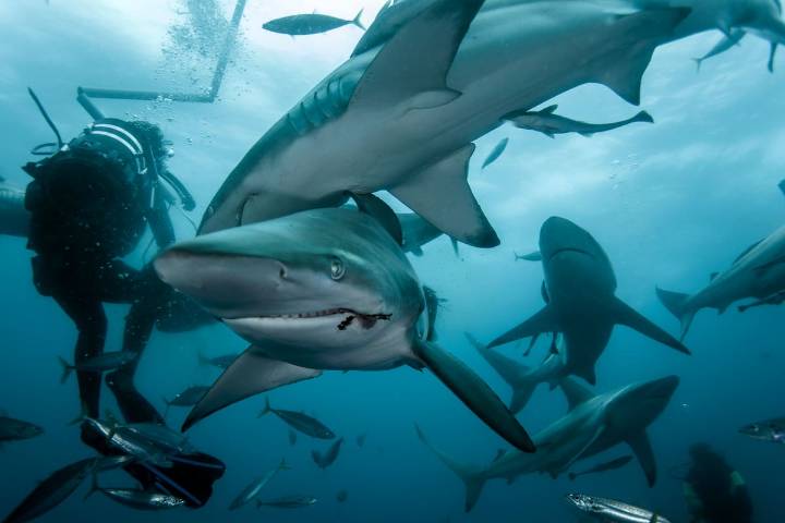 Quedó con 27 cicatrices, pero sobrevivió: investigador es mordido en la cabeza por un tiburón