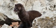 2,000 mink released from Iowa farm in what trade group calls ‘terrorist act’