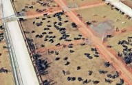 'Debe Federación cerrar frontera sur a ganado'