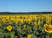 Crece la demanda de semillas de girasol ante la expectativa de crecimiento del área