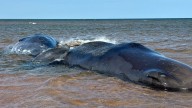 All three beached sperm whales in P.E.I. dead: conservation group