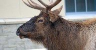 Elk questions answered: At a time when population is high, why are they so hard to hunt?