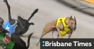 The Q: Government sits on report into greyhound racing at deadly Queensland track